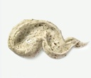 anua quercetinol foam Image 3.jpeg